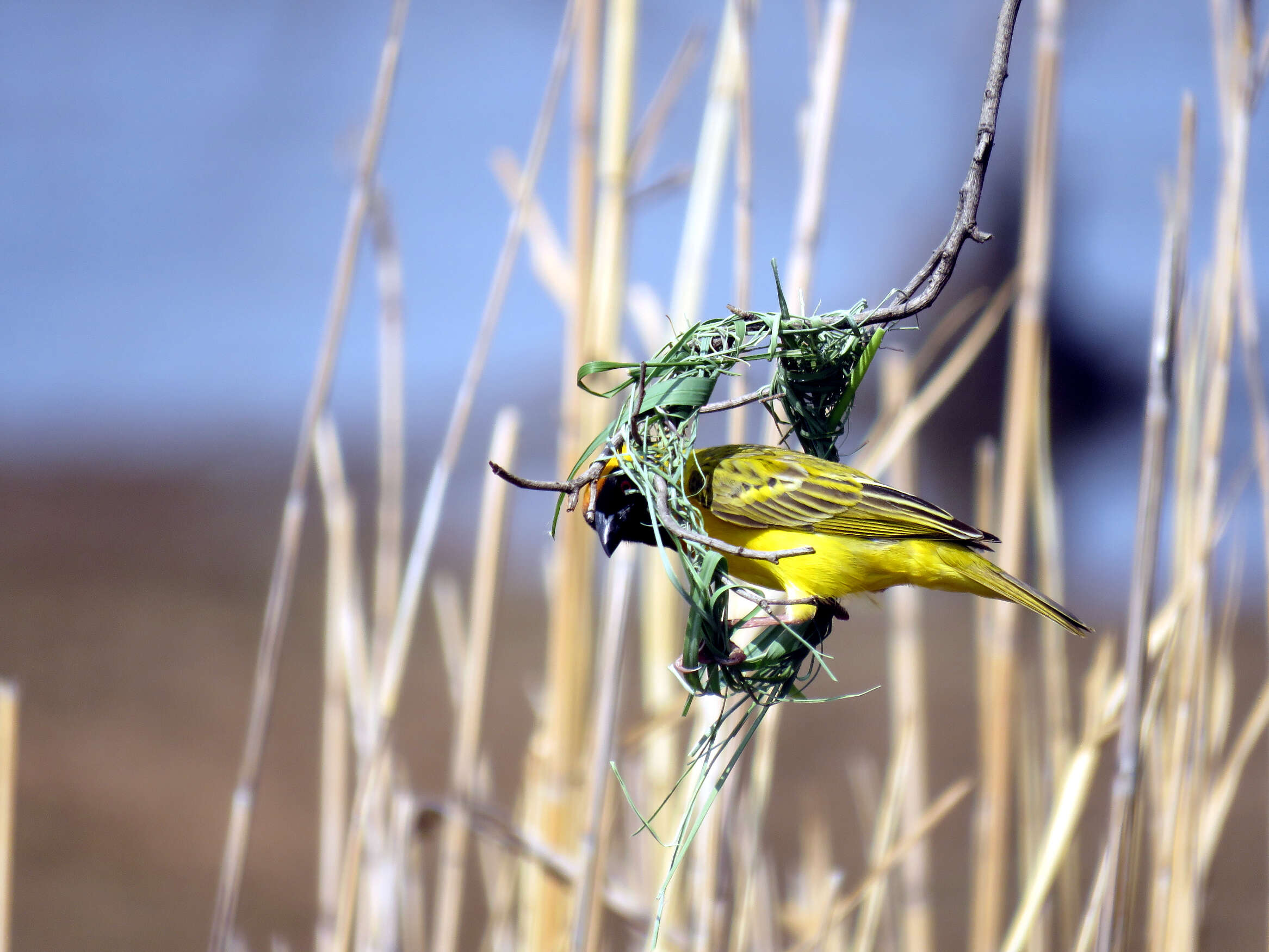 Image of African Masked Weaver