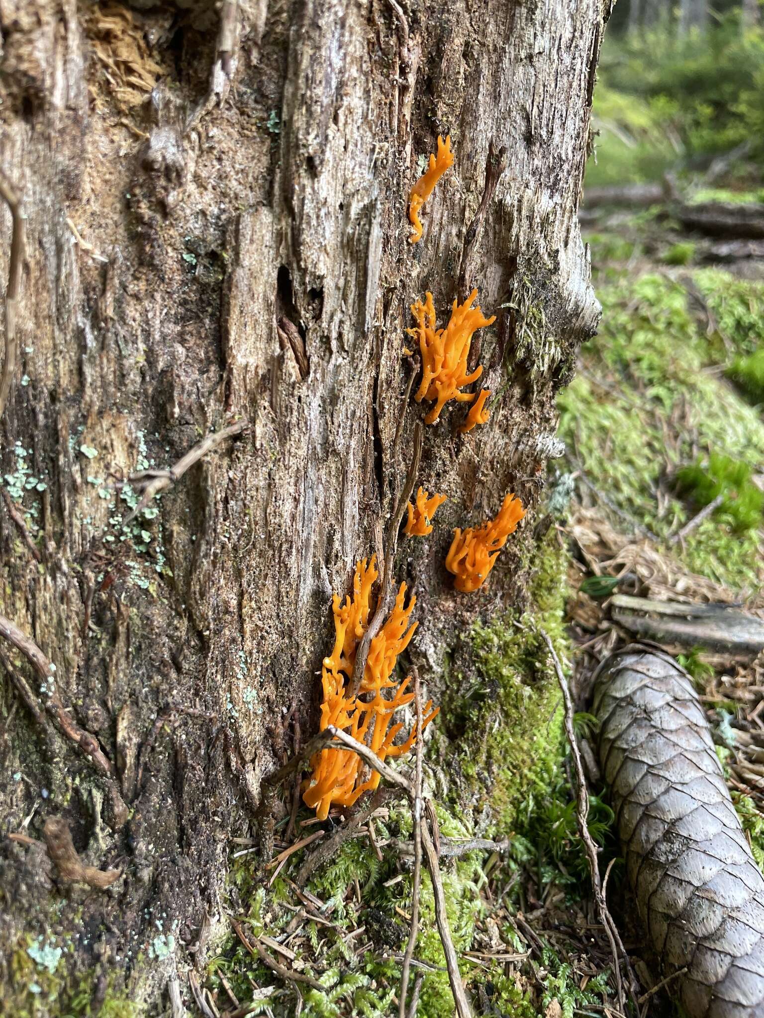 Image of Calocera viscosa (Pers.) Fr. 1821