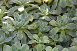 Image of hens and chicks