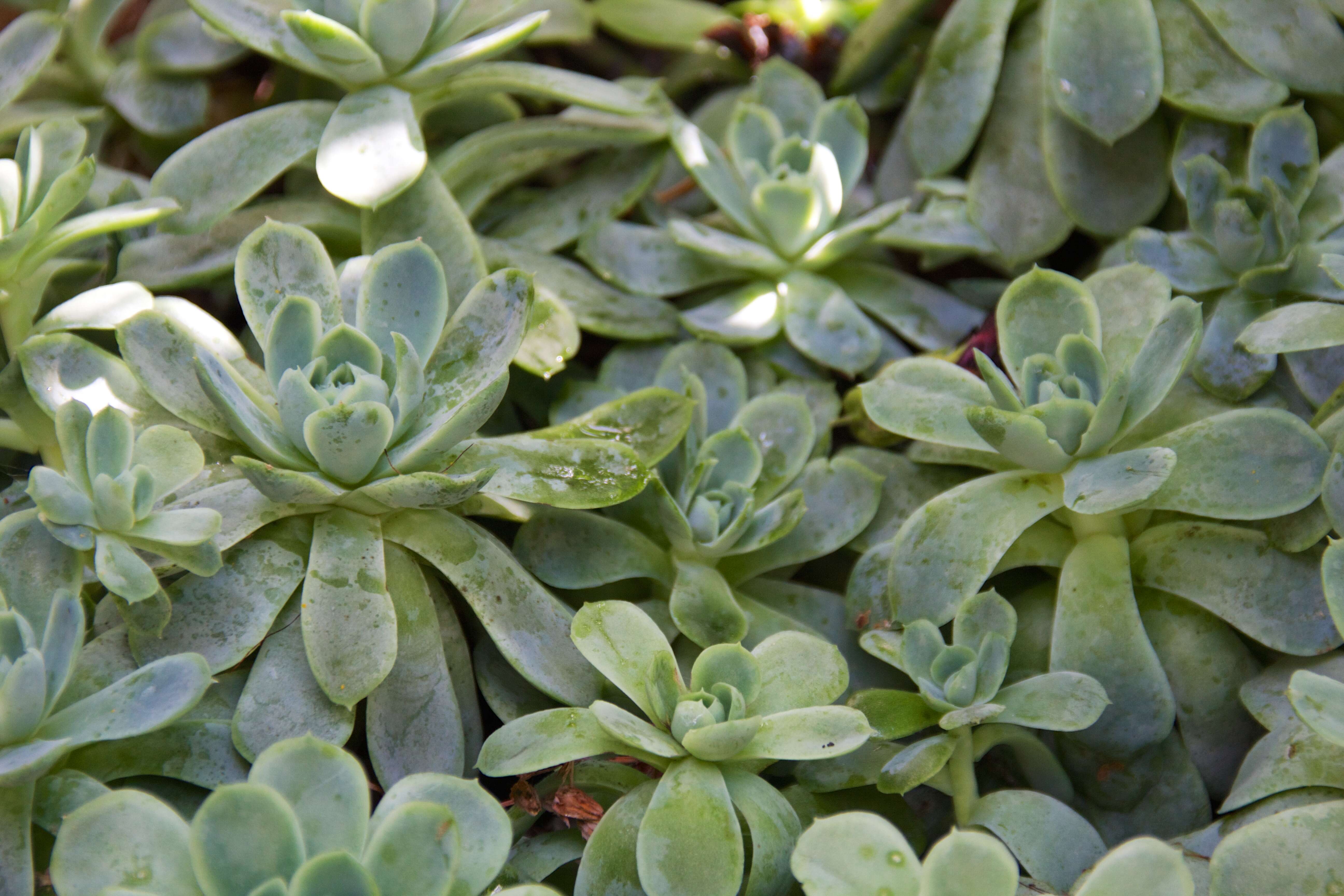 Image of hens and chicks