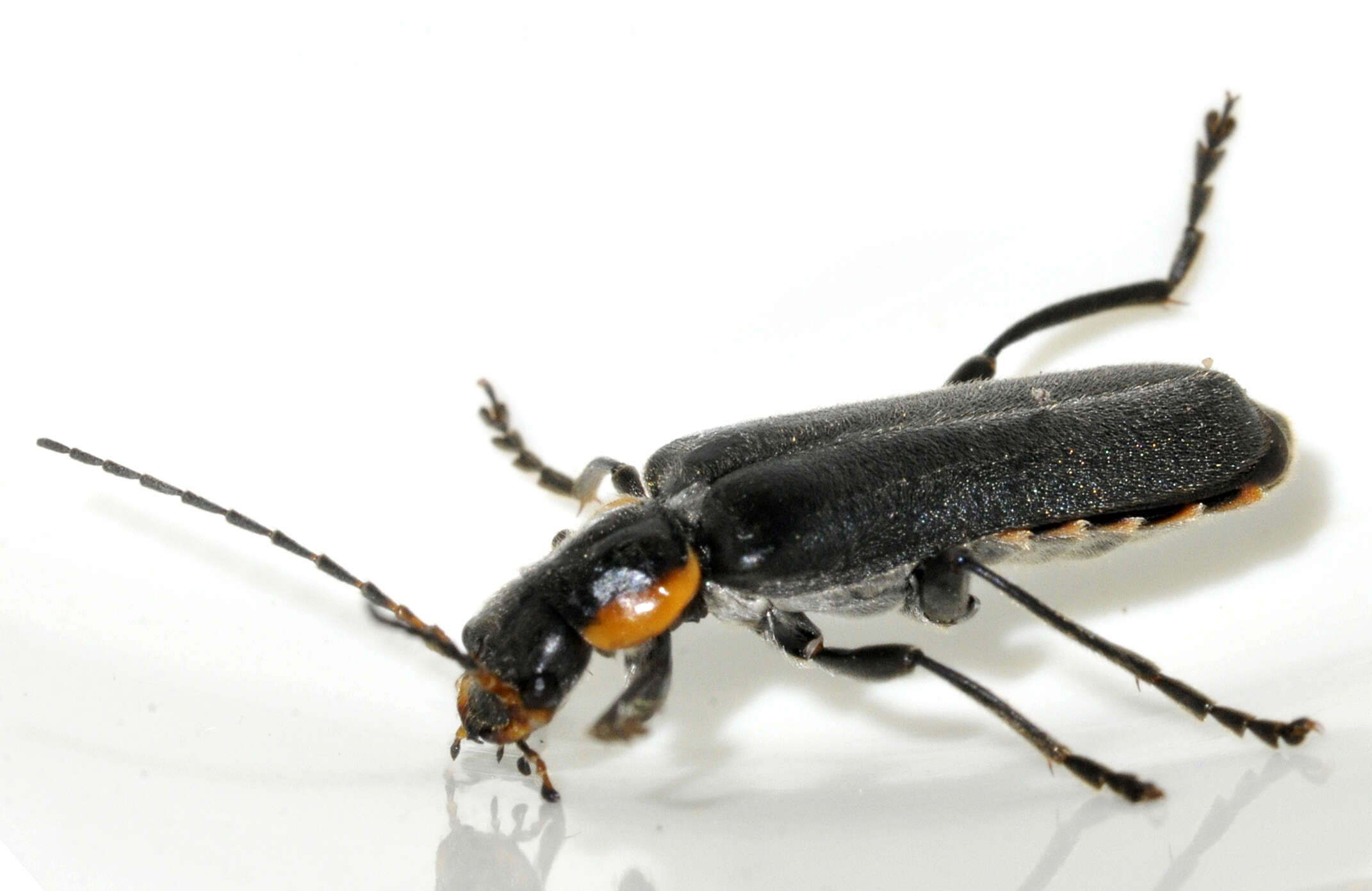 Image of Cantharis obscura