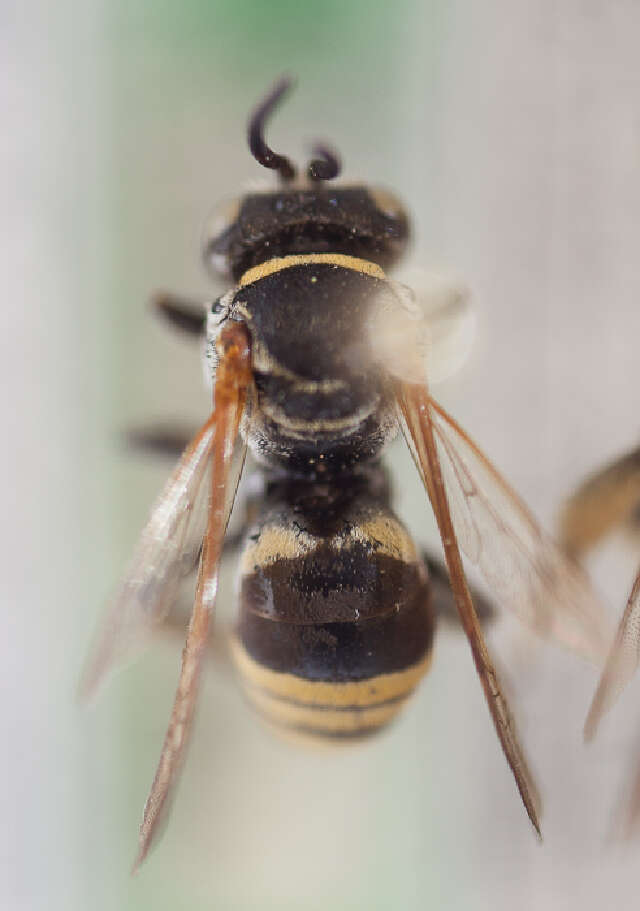 Triepeolus mexicanus (Cresson 1878) resmi