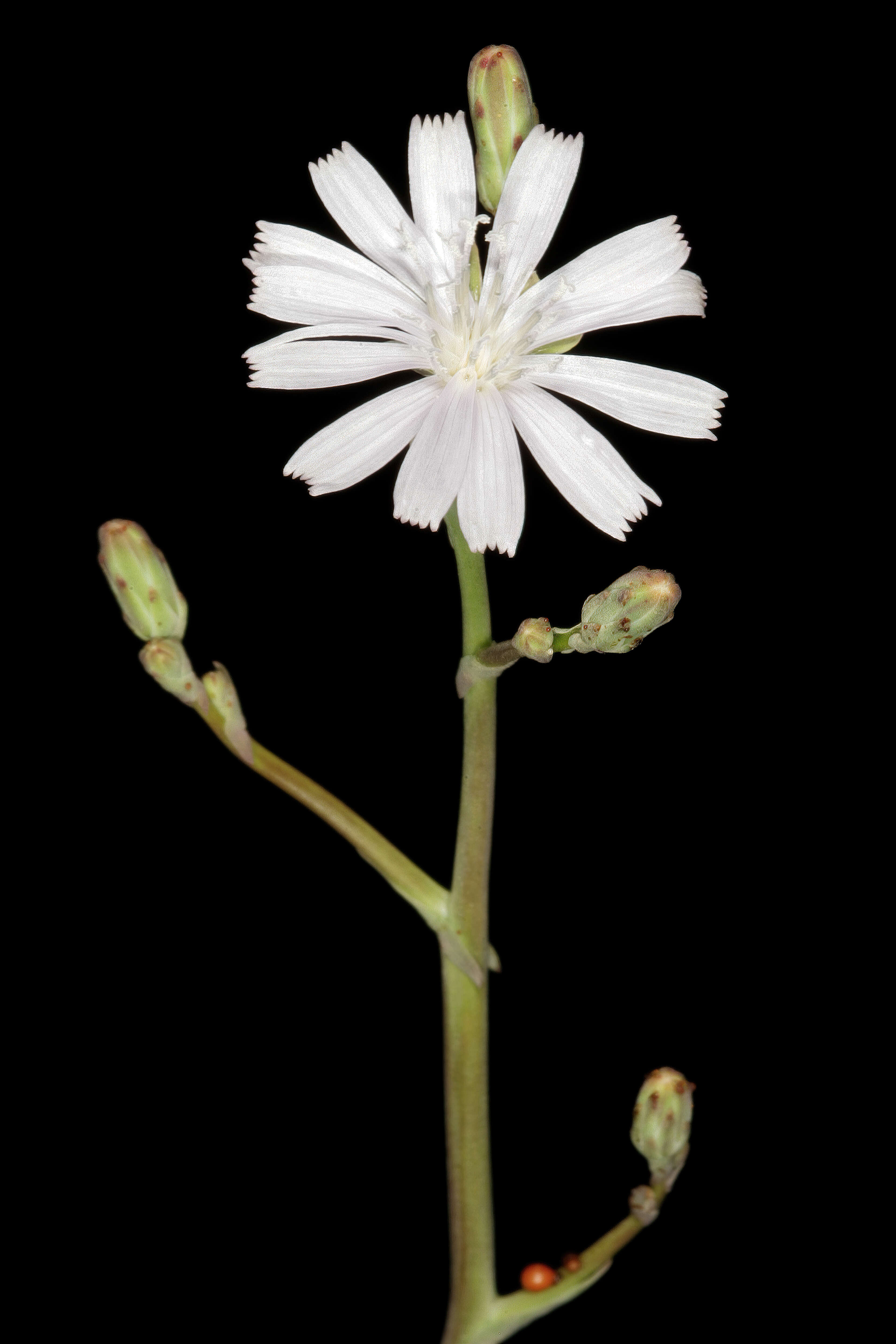 Image of wild lettuce