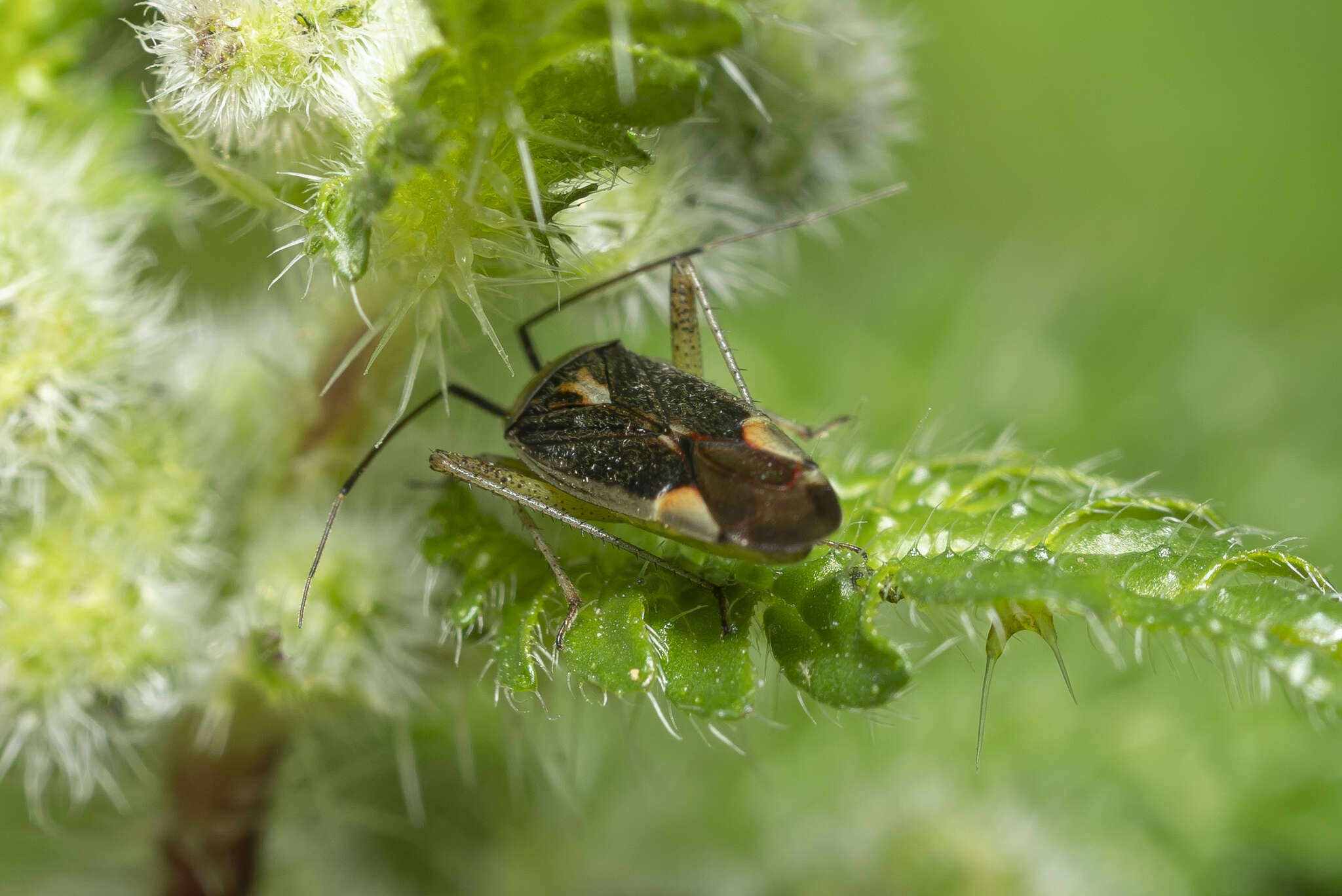 Image of Closterotomus trivialis (A. Costa 1853)