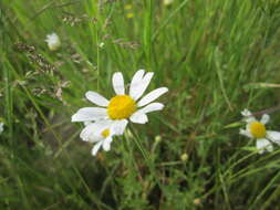 Anthemis arvensis L. resmi