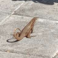 Image of Northern Curly-tailed Lizard