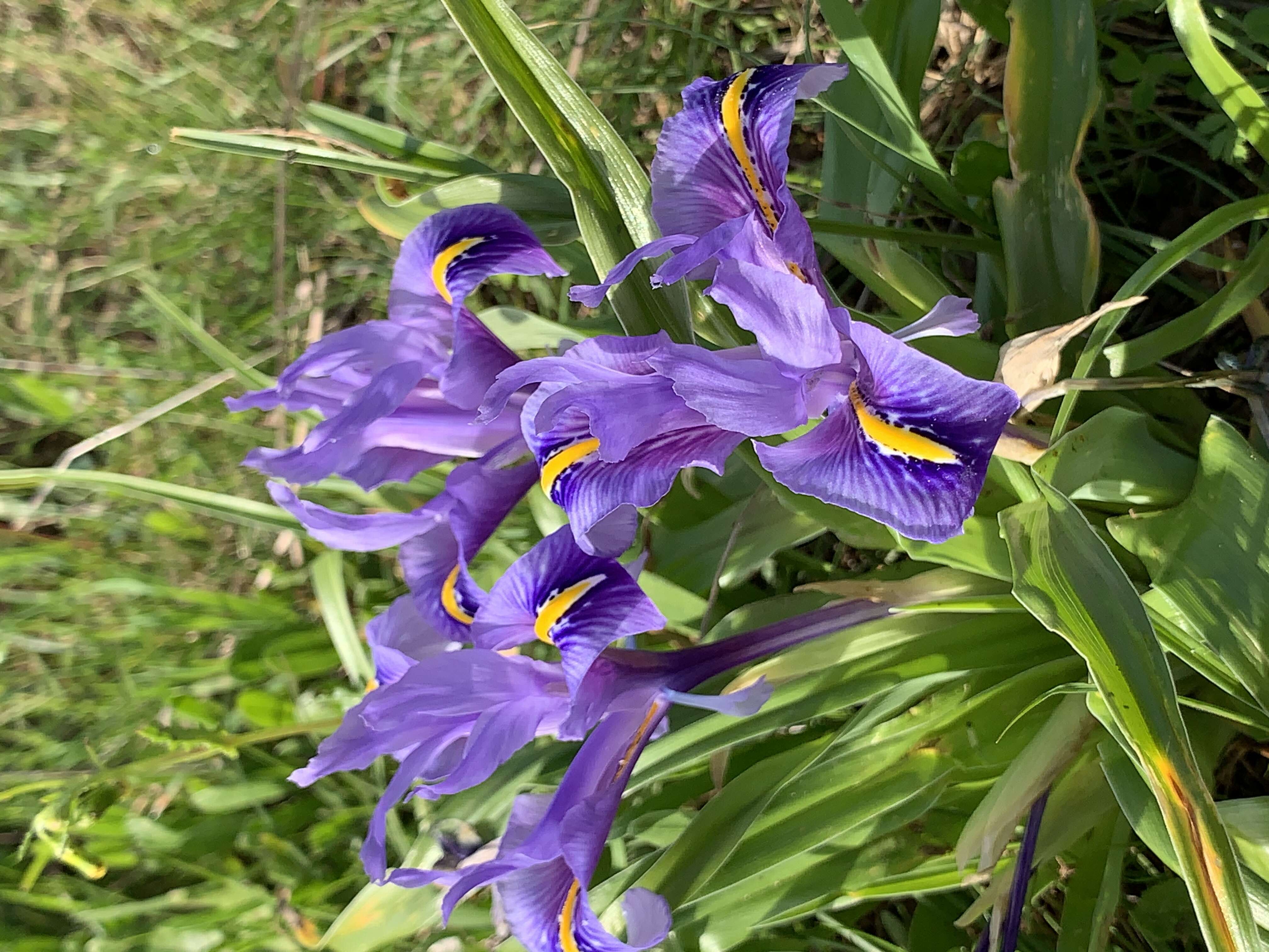 Imagem de Iris planifolia (Mill.) T. Durand & Schinz