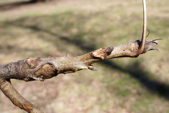 Image of shellbark hickory