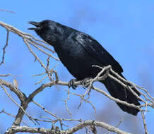 Image of Fish Crow