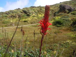 Image of Pitcairnia bifrons (Lindl.) Read