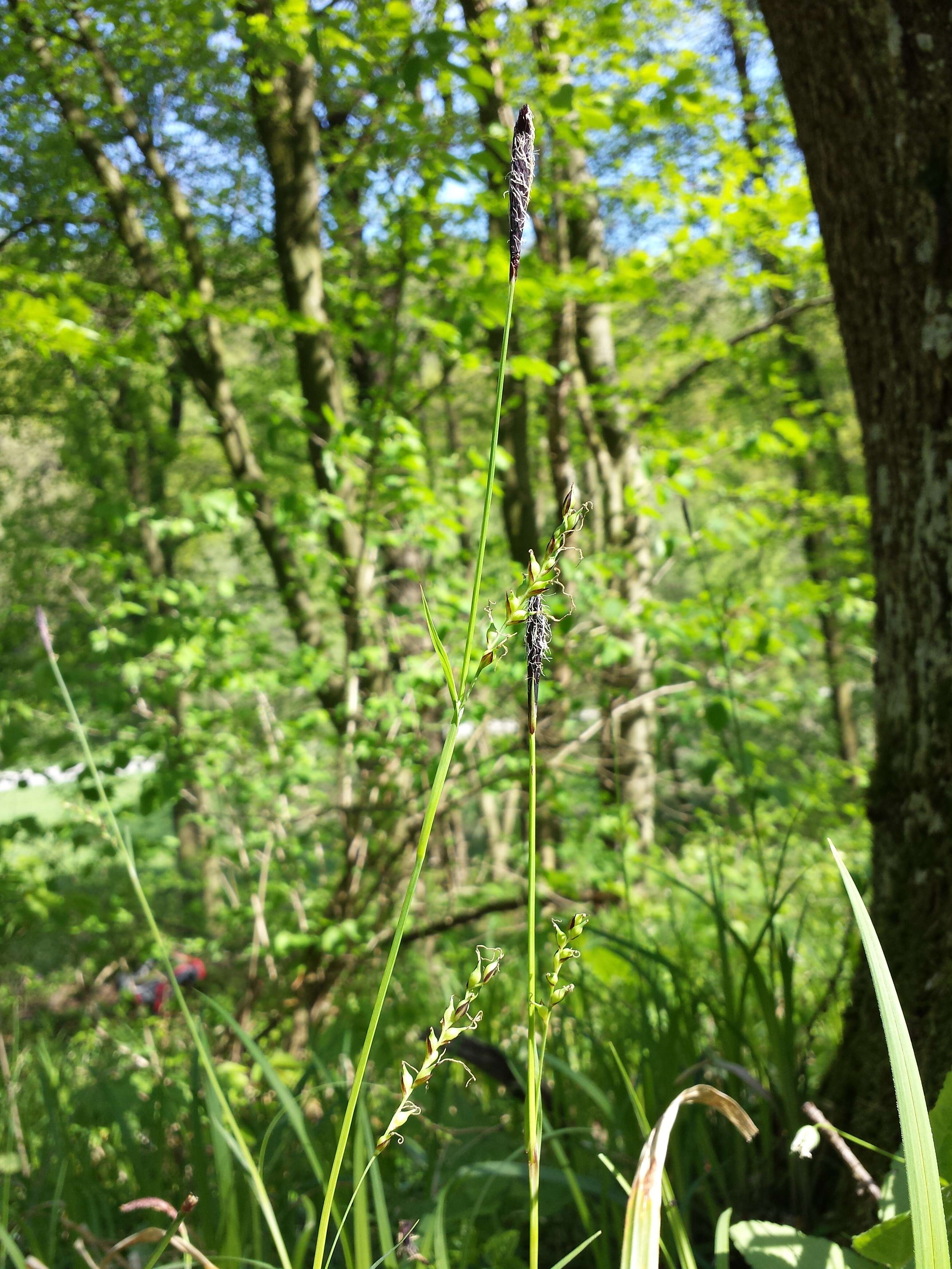 Image of Carex pilosa Scop.