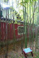 Image of sulphur bamboo