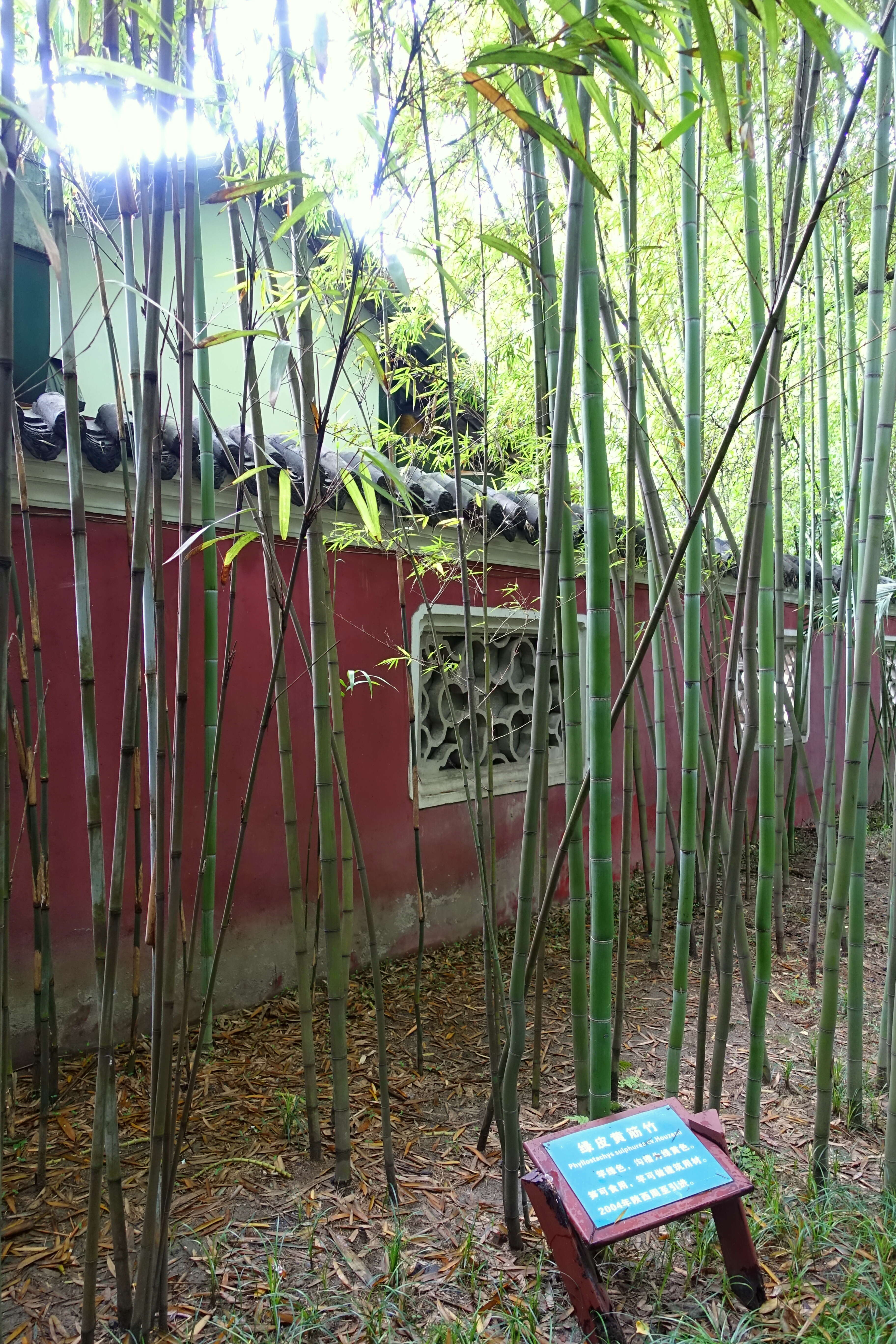 Image of sulphur bamboo