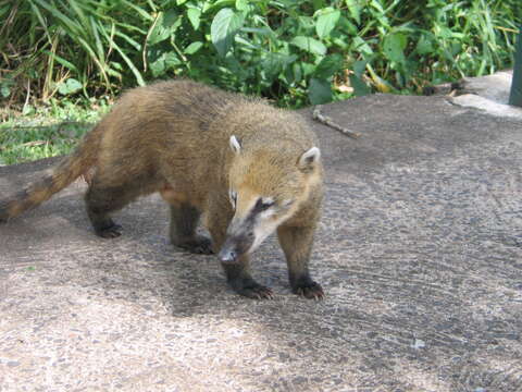 Image of South American Coati