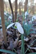 Image of giant snowdrop