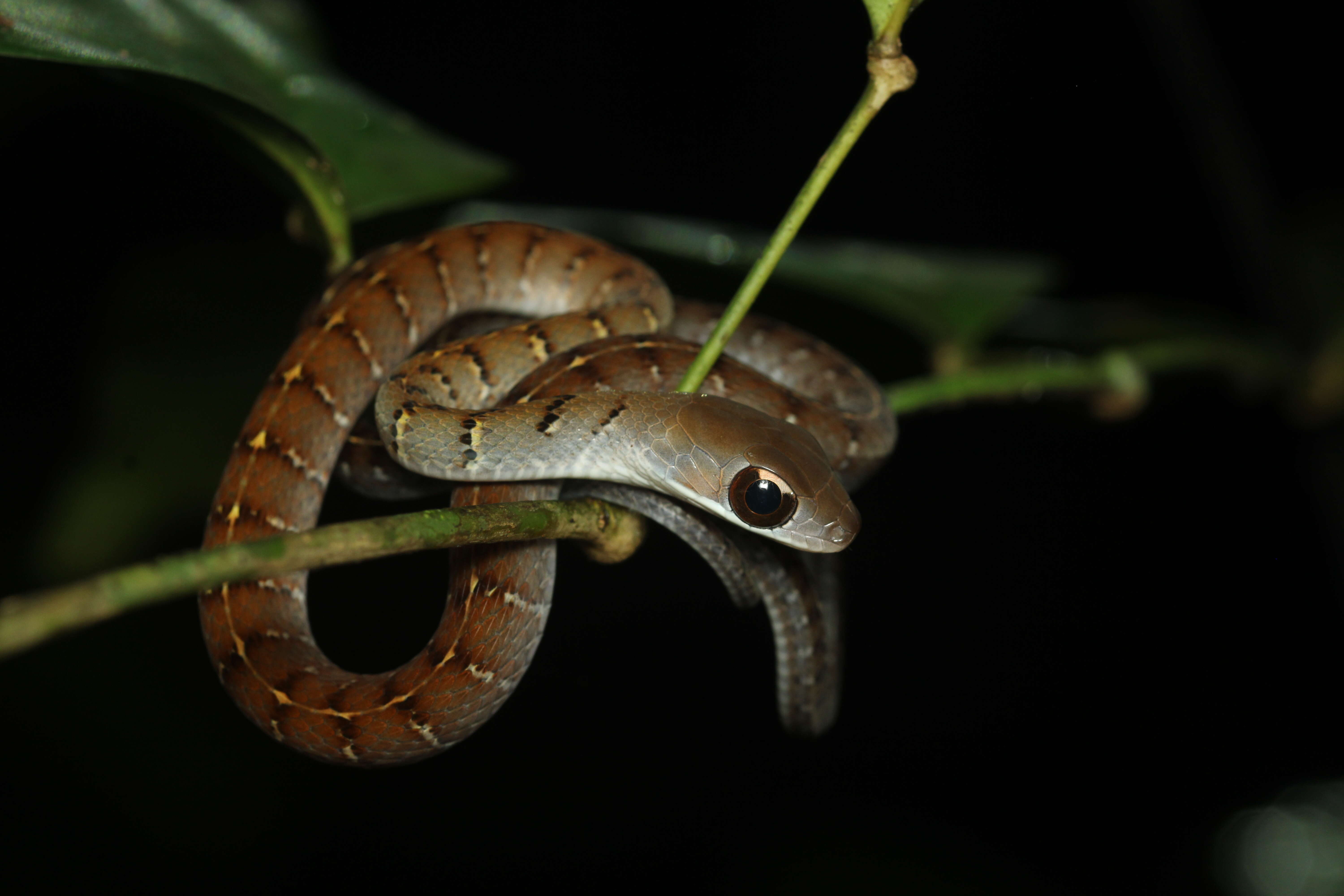 Image of Dendrophidion dendrophis (Schlegel 1837)