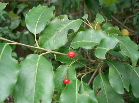 Слика од Ilex pedunculosa Miq.