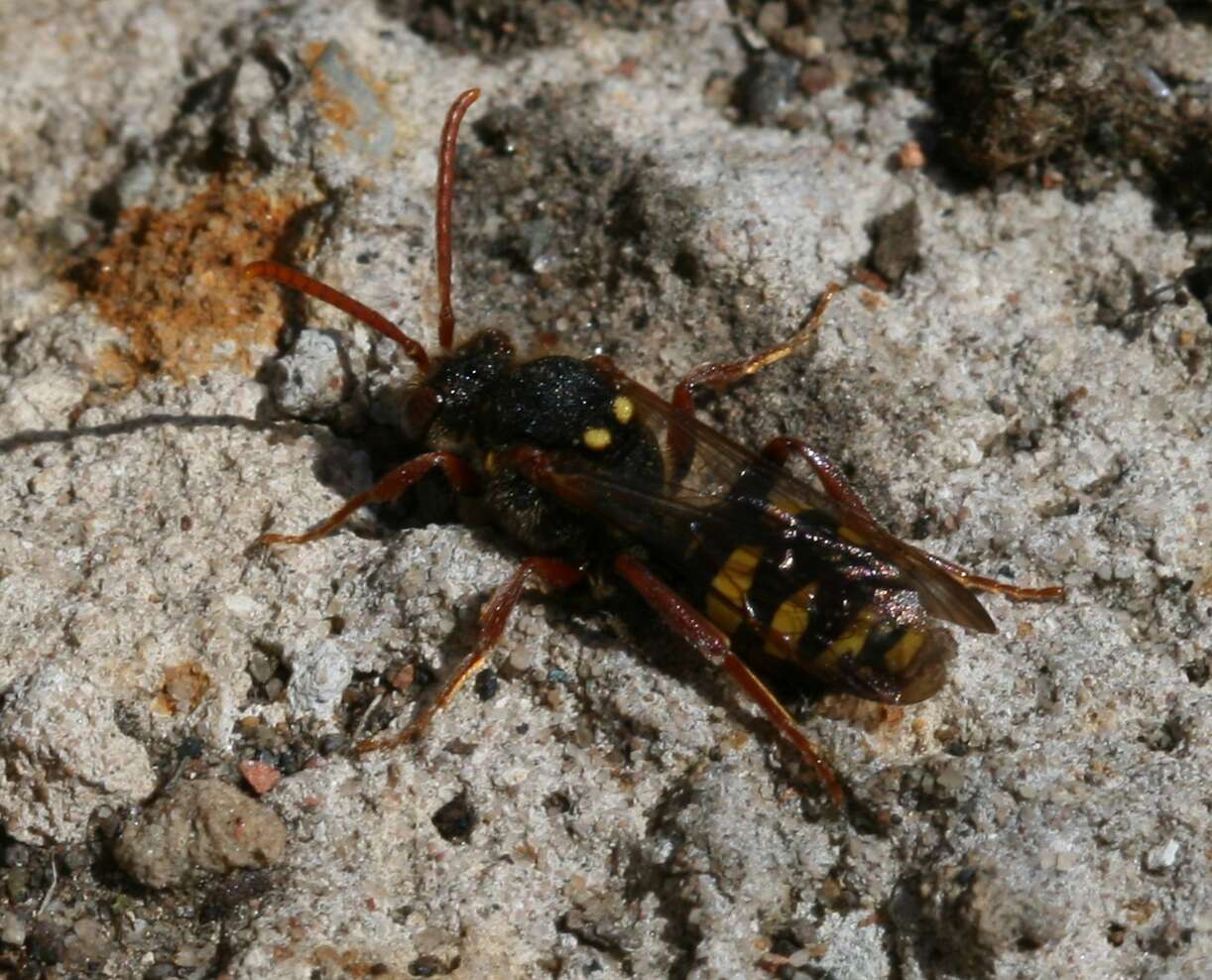 Image of Nomada marshamella (Kirby 1802)