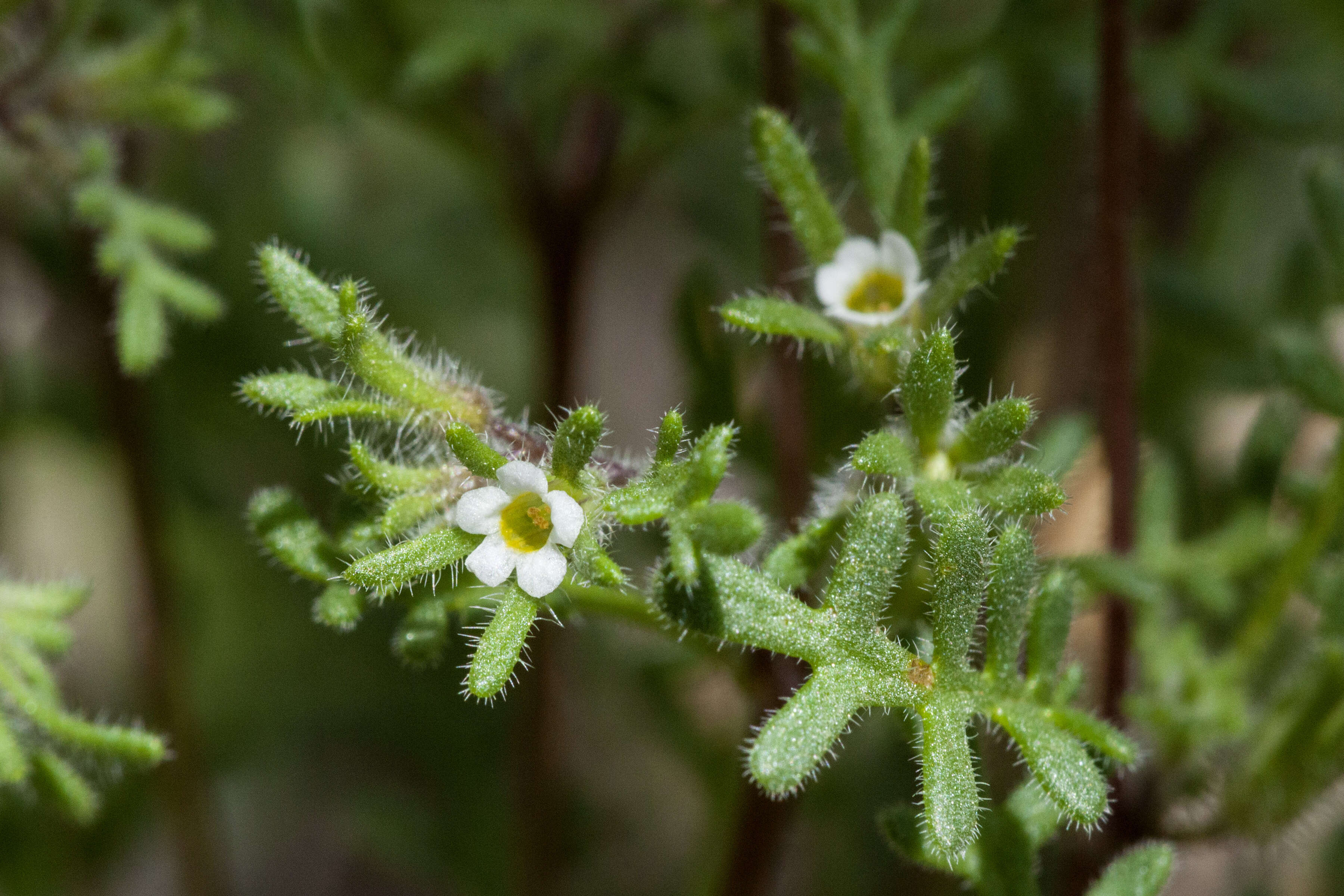 Image de Phacelia ivesiana Torr.