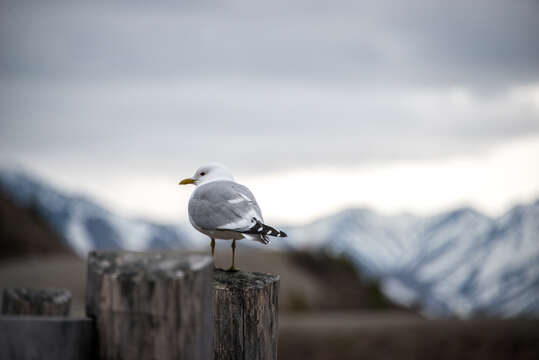 Image of Short-billed Gull