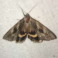 Image of Yellow-banded Underwing