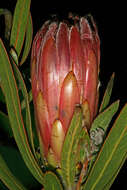 Imagem de Protea burchellii Stapf