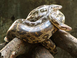 Image of Asiatic rock python