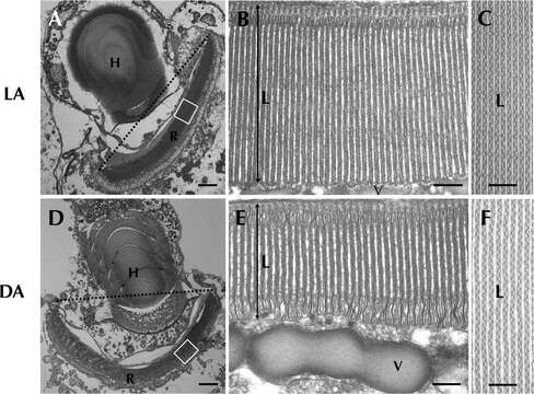 Plancia ëd Erythropsidinium P. C. Silva 1960