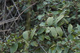 Image of Bridelia stipularis (L.) Blume