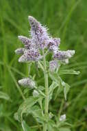 Image of Horse Mint