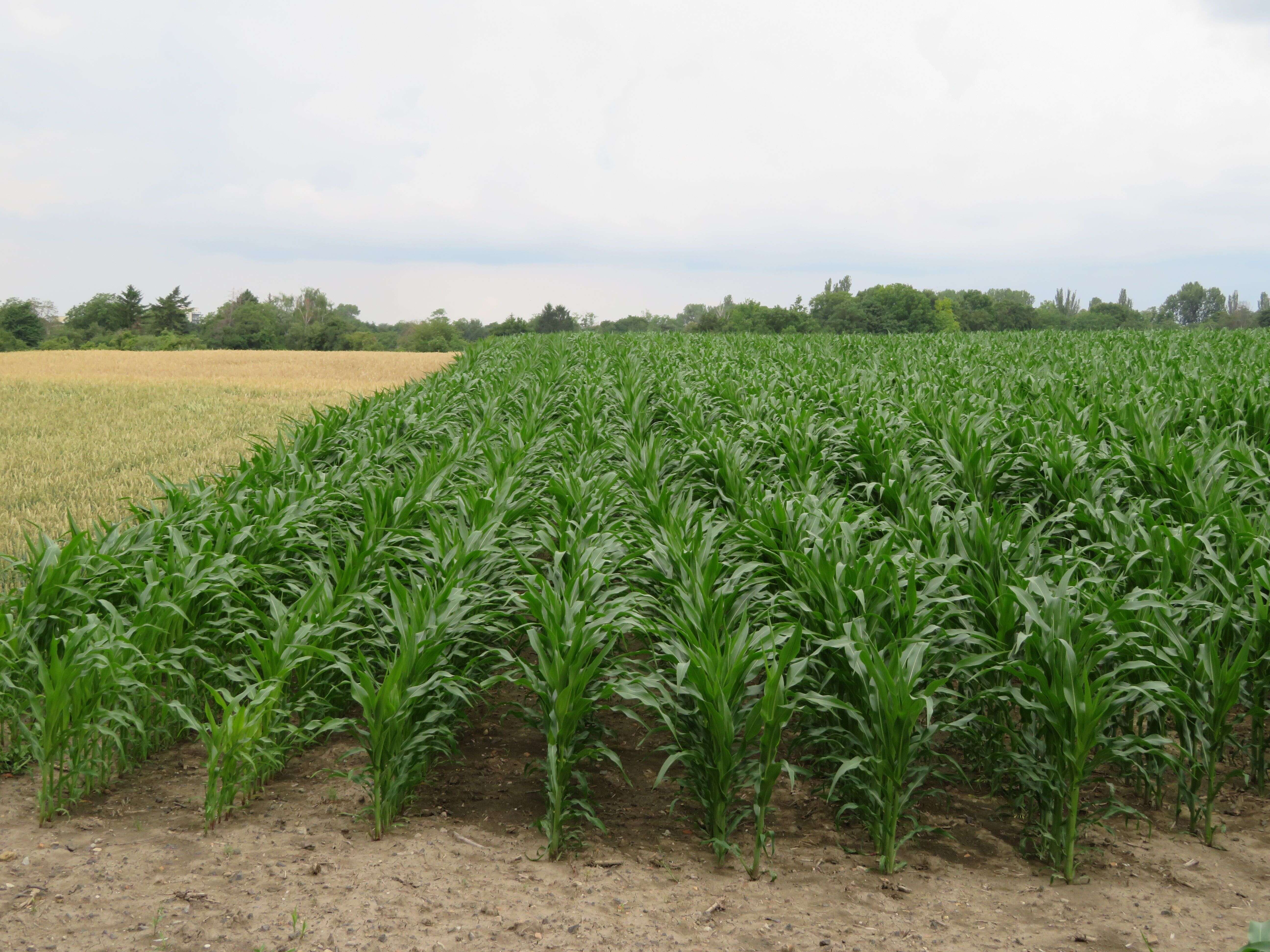 Image of corn