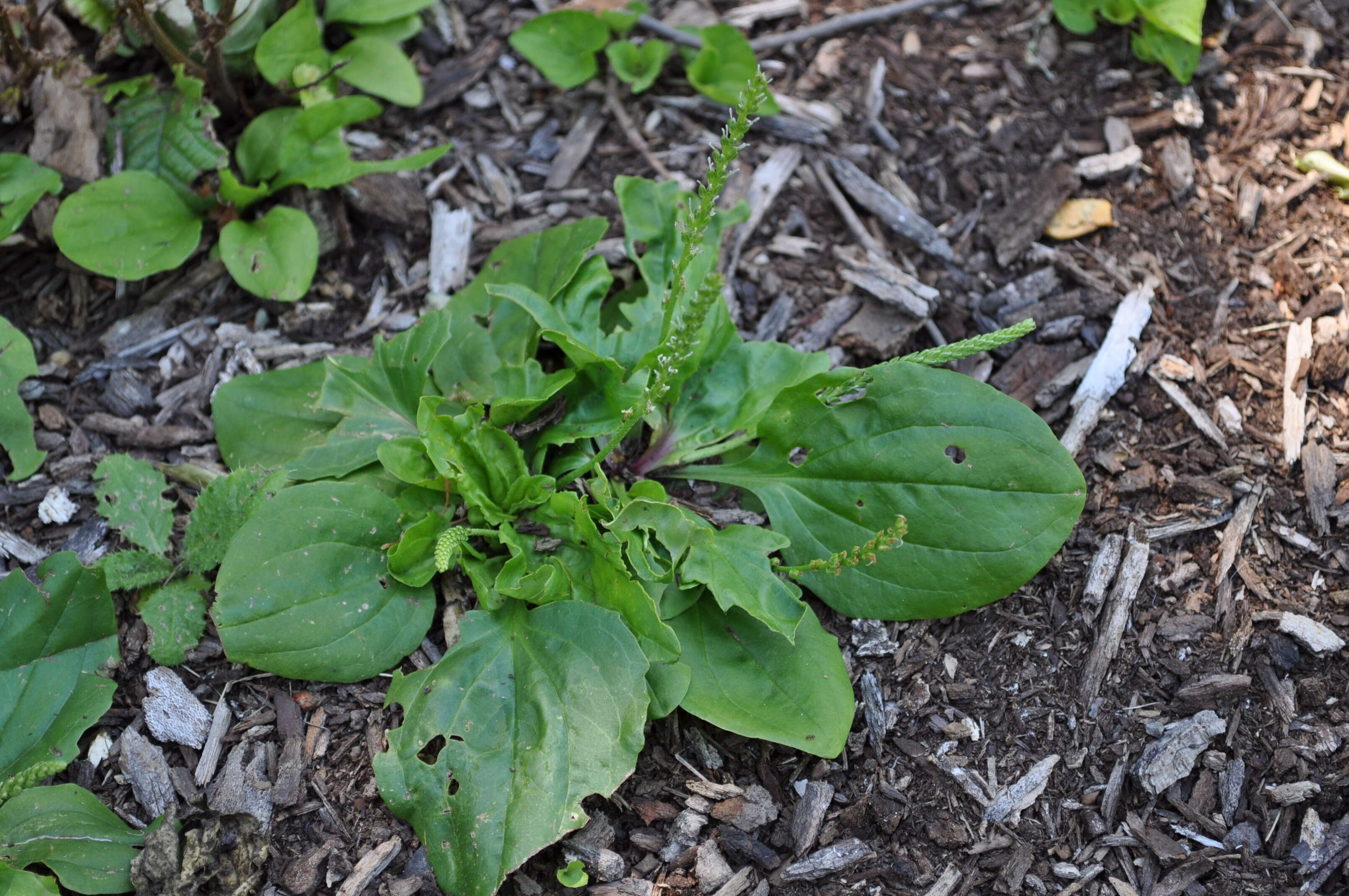 Image of Broadleaf Plantain