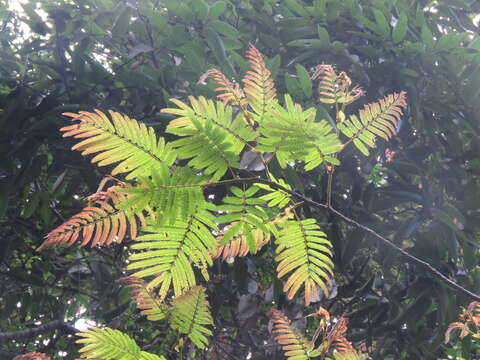 Image of Chinese albizia