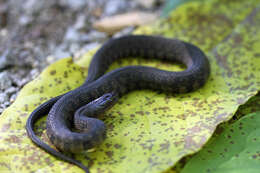 Image of Mississippi Green Water Snake