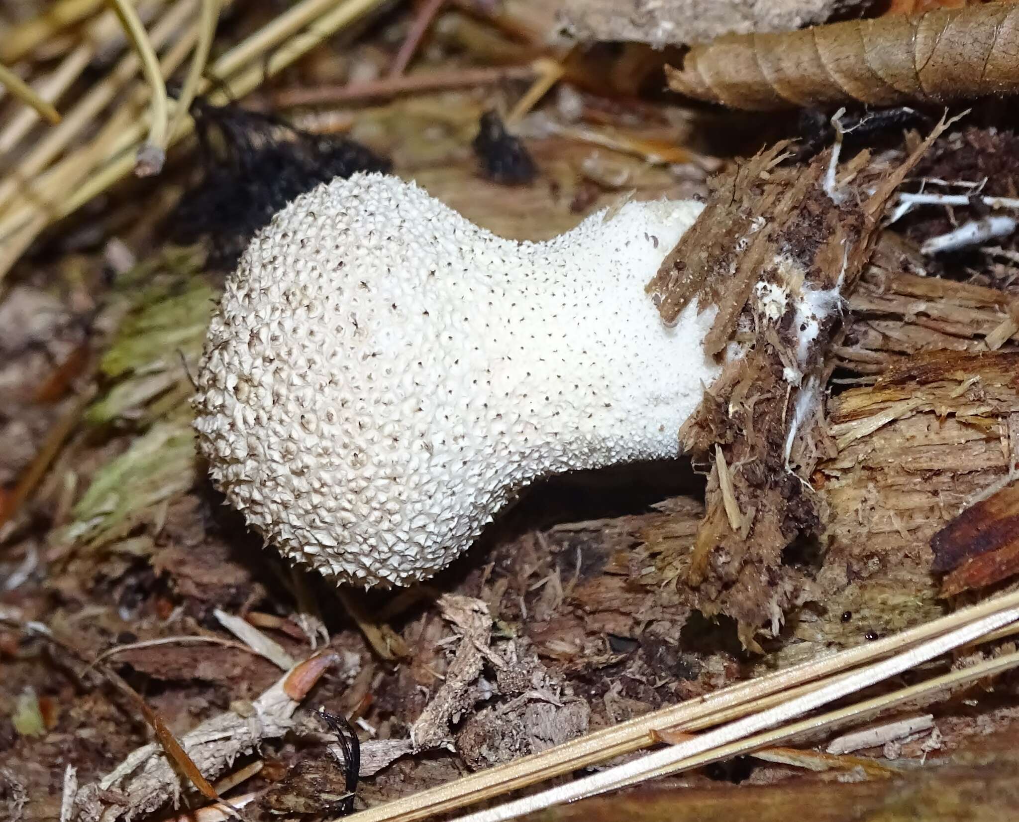 Imagem de Lycoperdon excipuliforme (Scop.) Pers. 1801