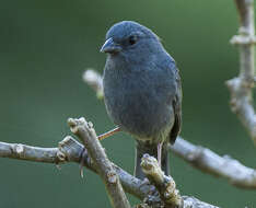 Image of Uniform Finch