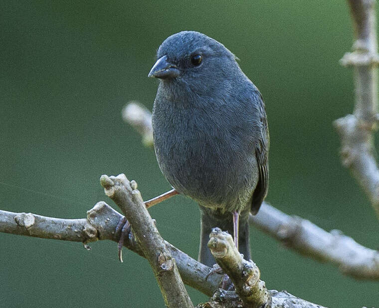 Image of Uniform Finch