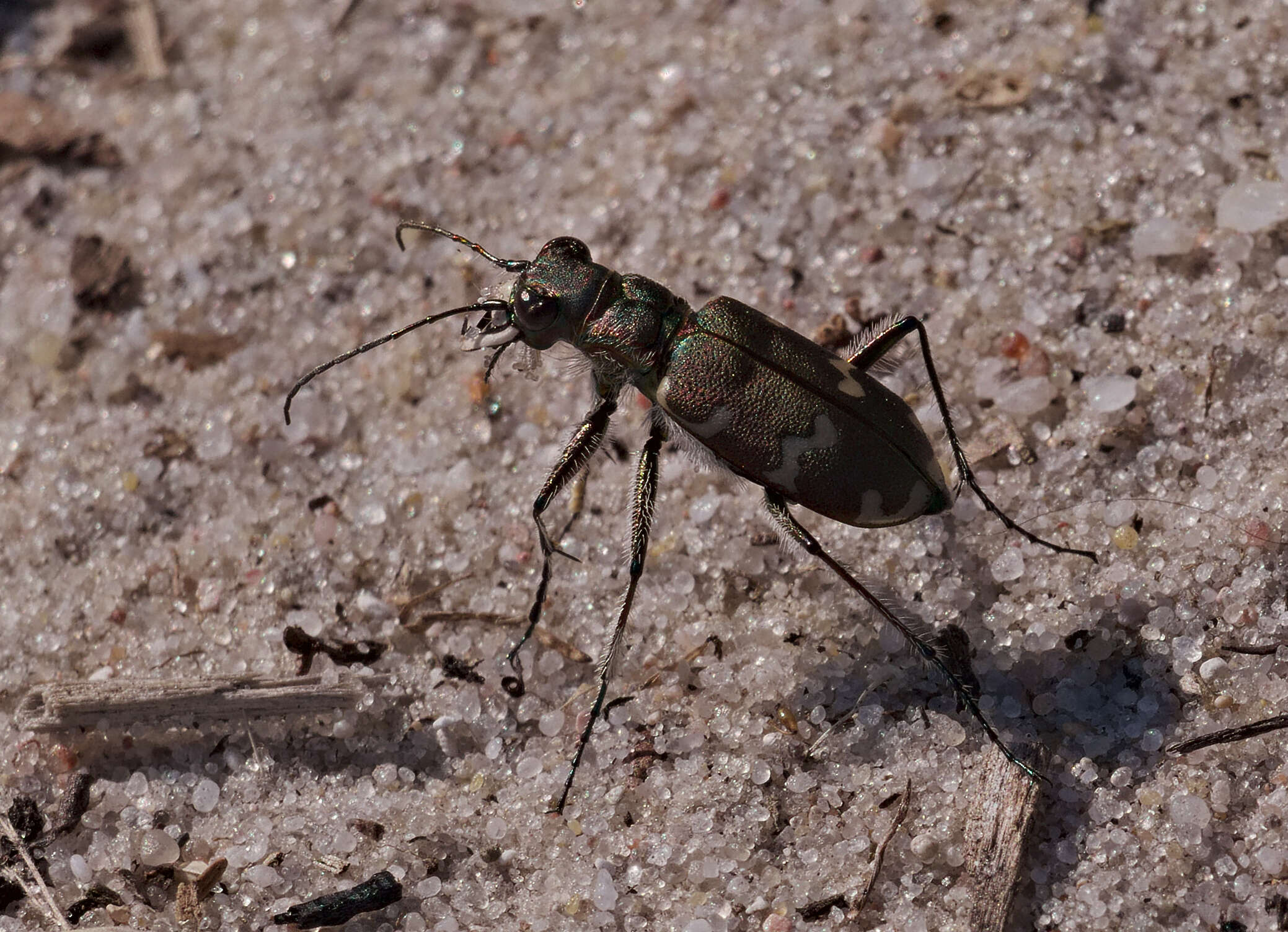 Image of Northern dune tiger beetle