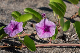 Ipomoea pes-caprae (L.) R. Brown resmi