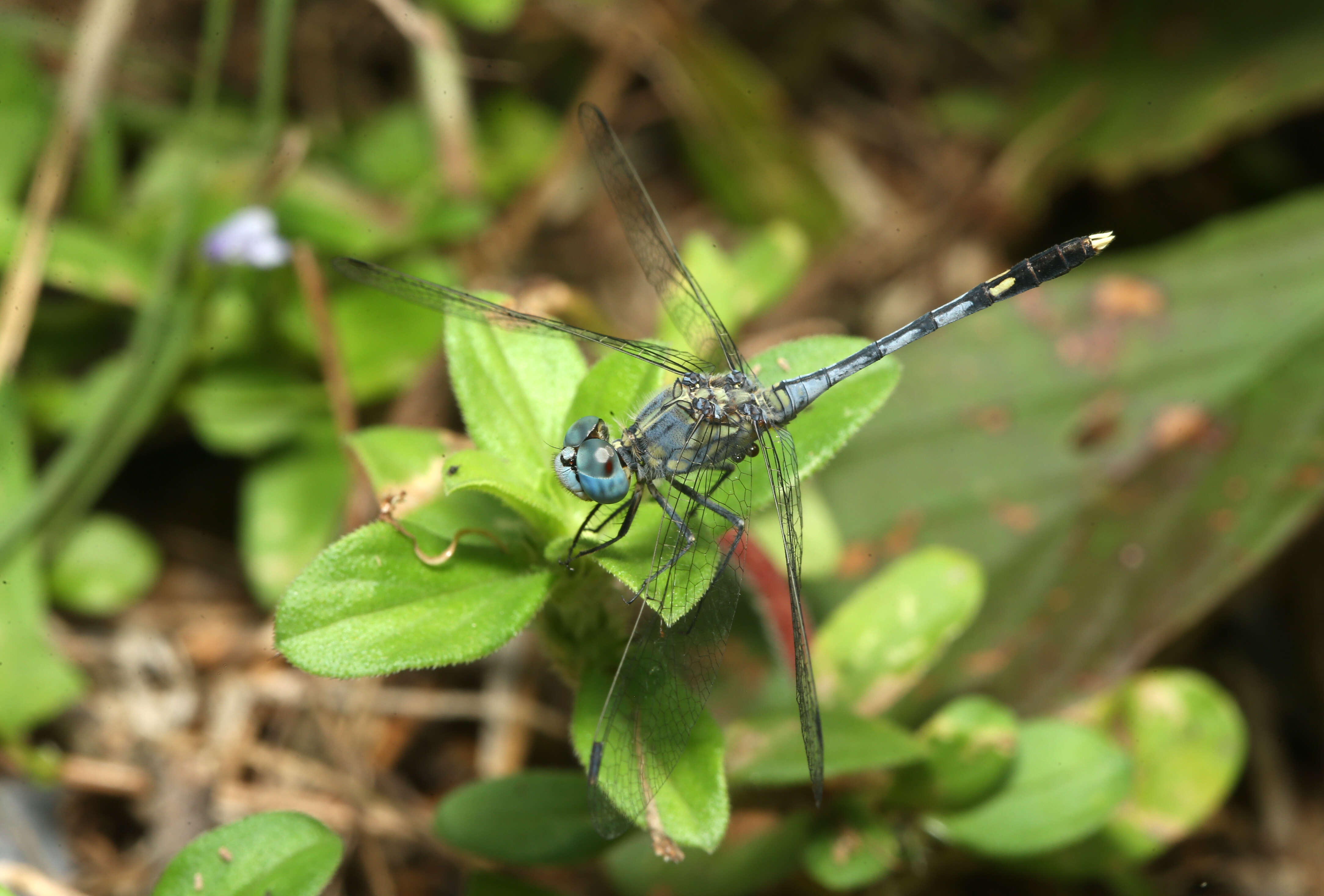 Image of Diplacodes trivialis (Rambur 1842)