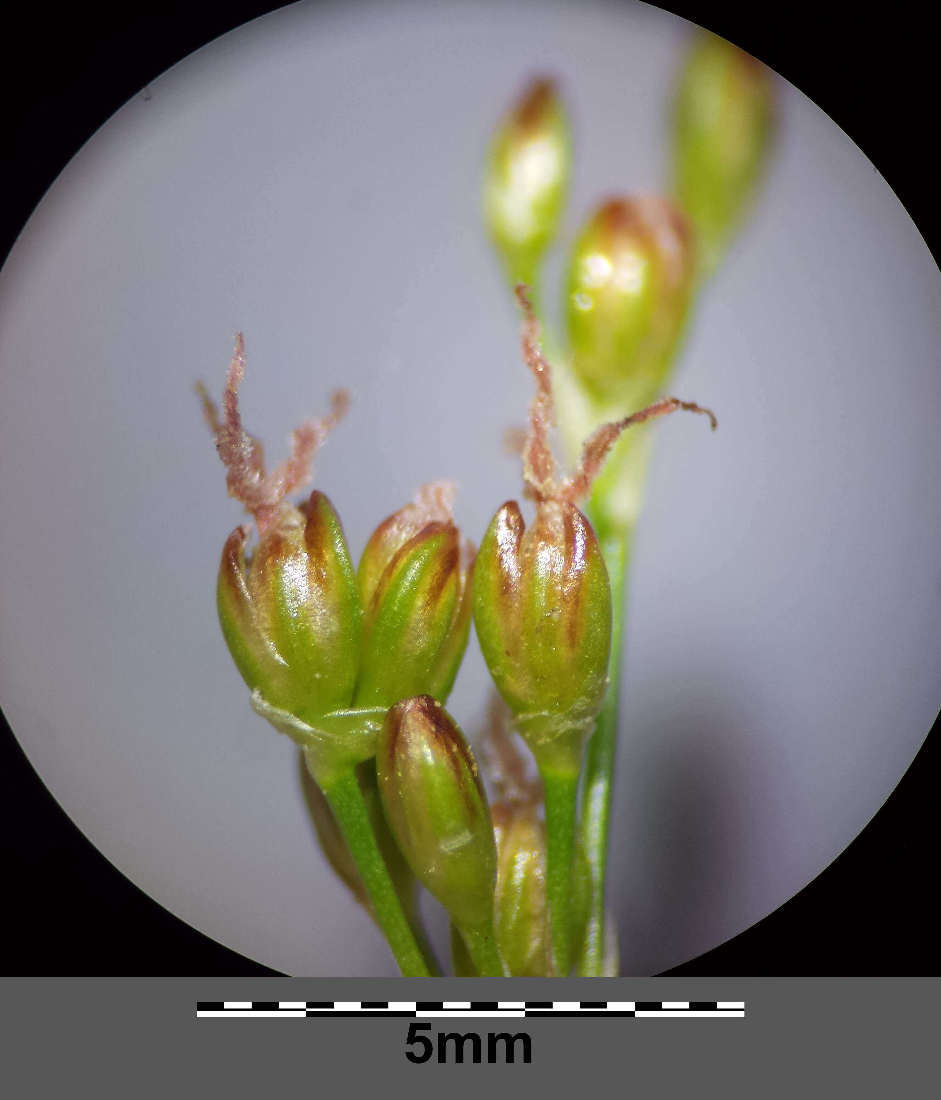 Image of Round-fruited Rush