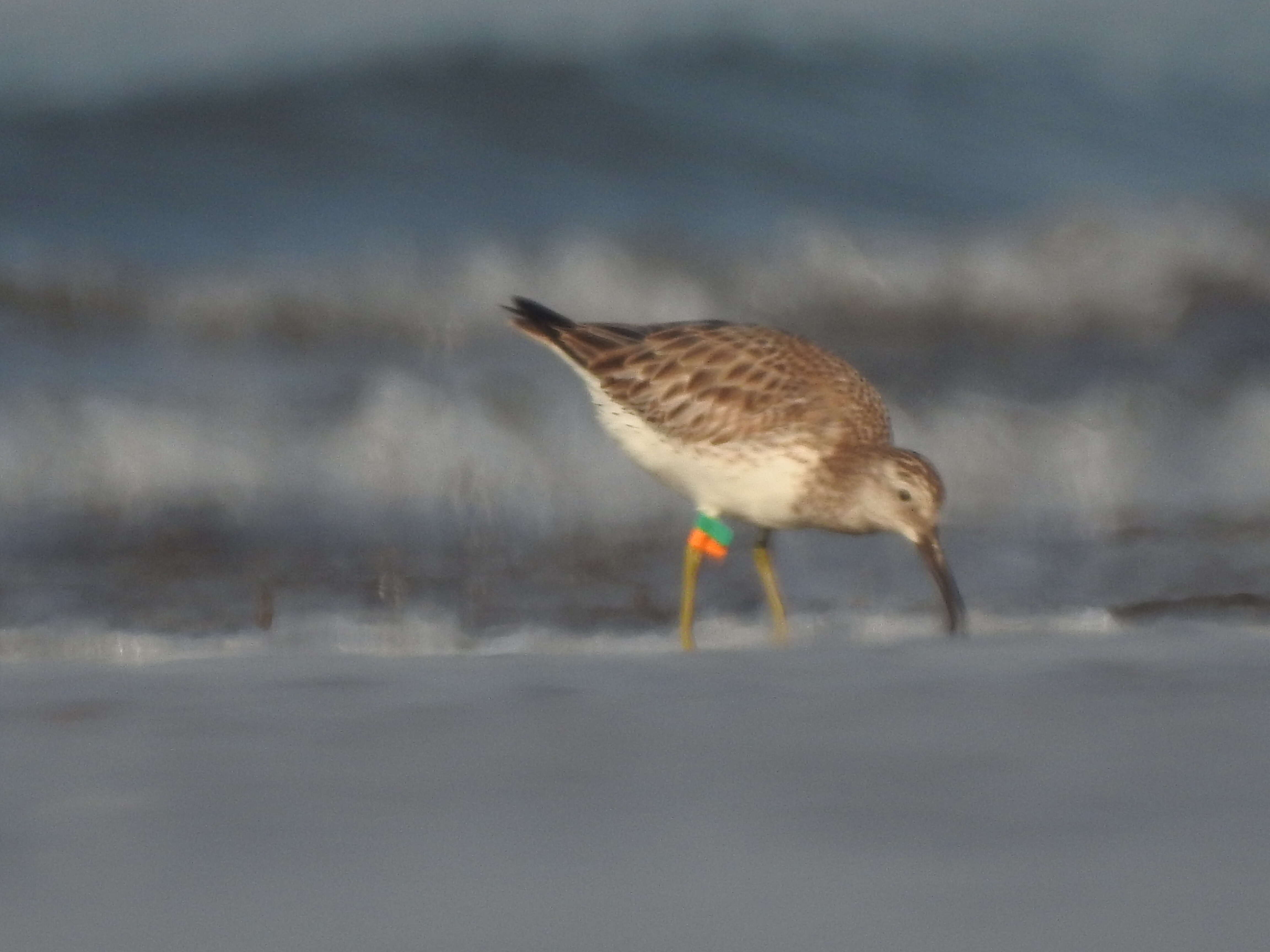 Image of Great Knot