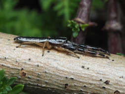 Image of Pike Slender Jumper