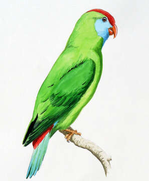 Image of Camiguin Hanging Parrot