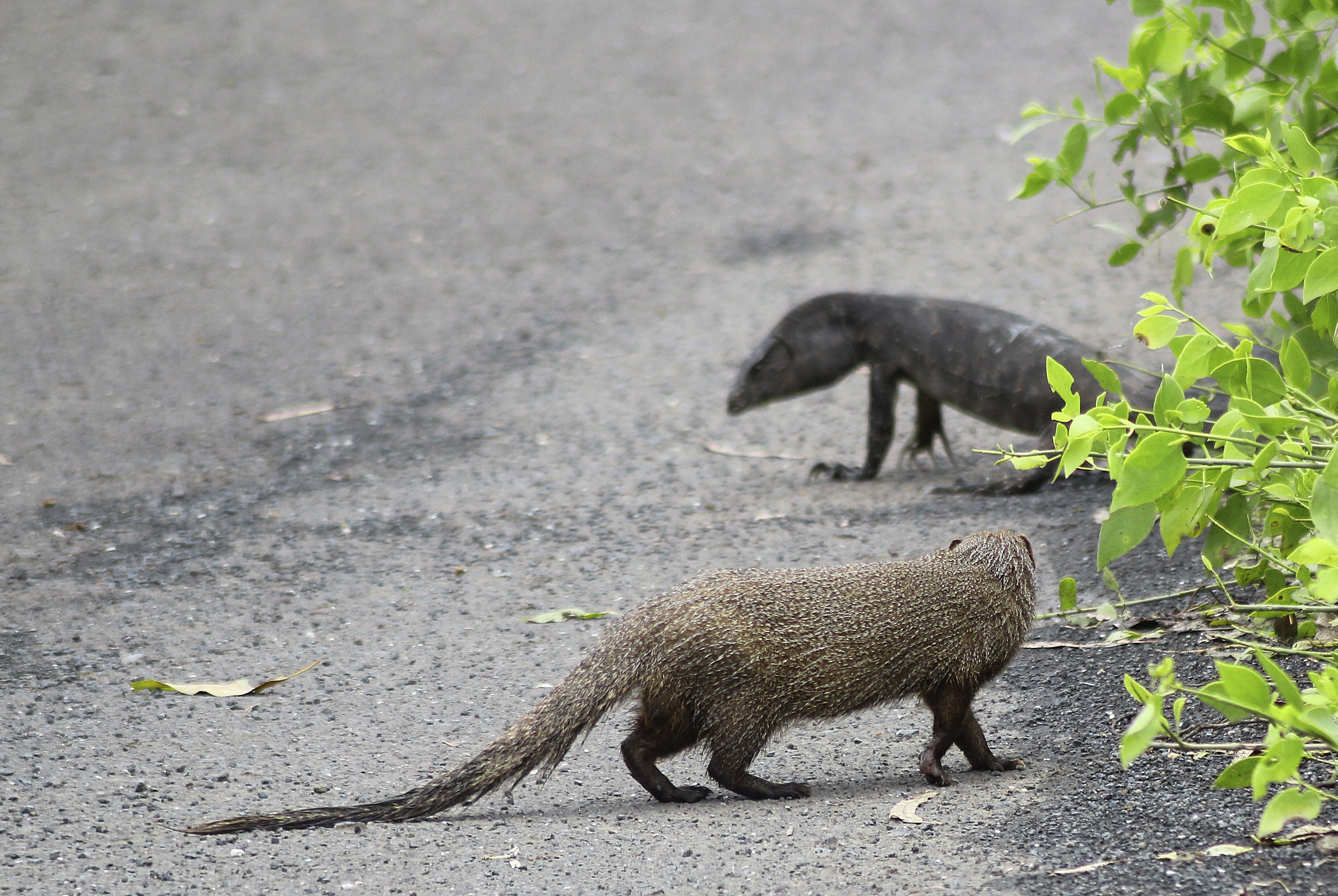 Image of Indian Gray Mongoose