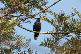 Image of Southern Hill Myna