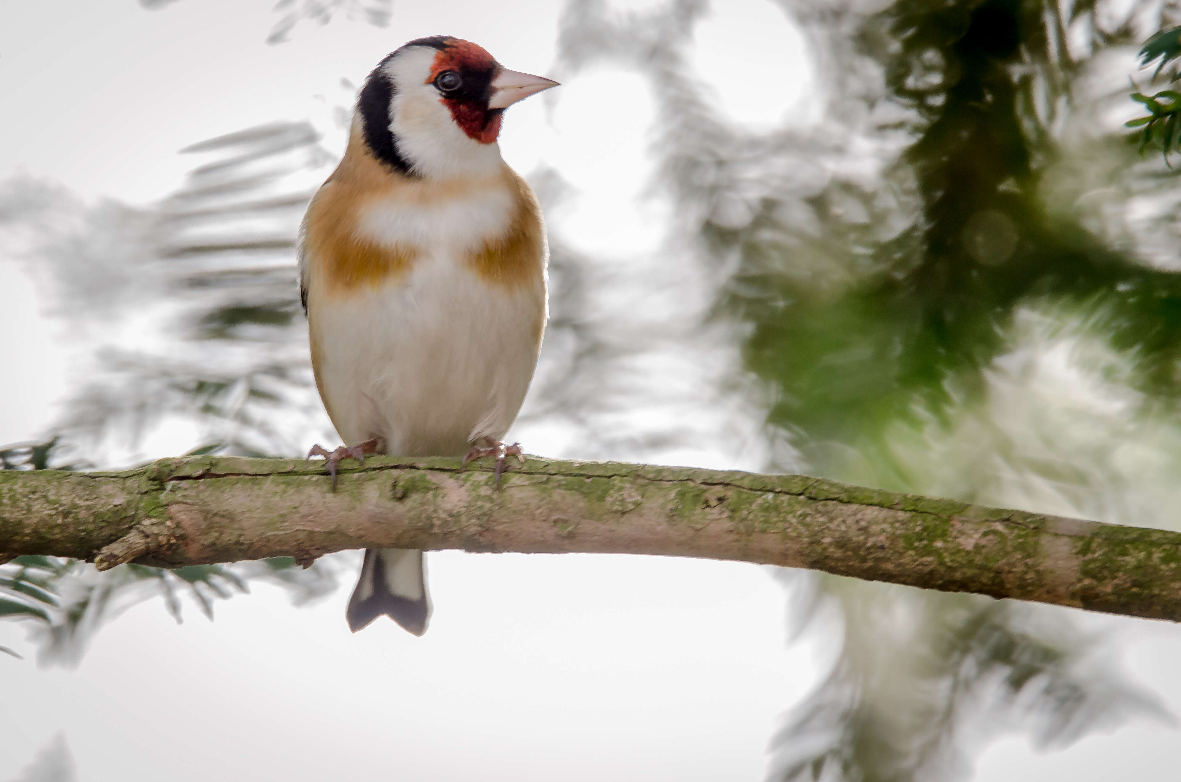 Image of European Goldfinch