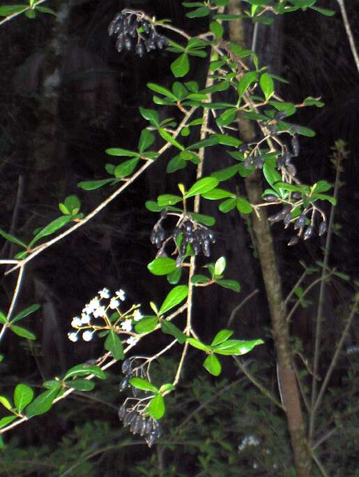 Image de Viburnum obovatum Walt.