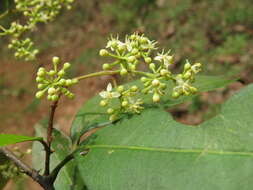 Image of Zanthoxylum ovalifolium Wight