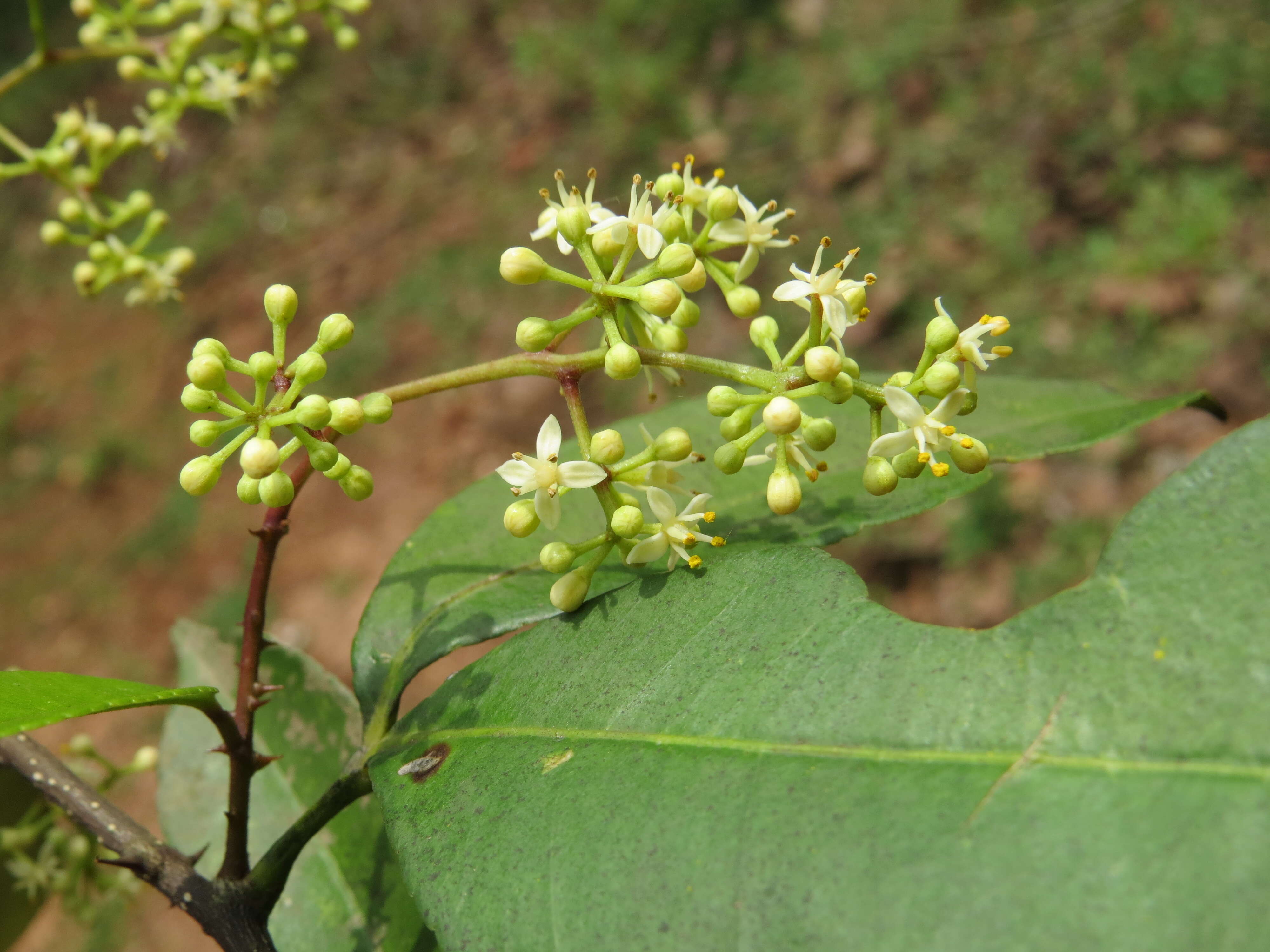 Image of Zanthoxylum ovalifolium Wight